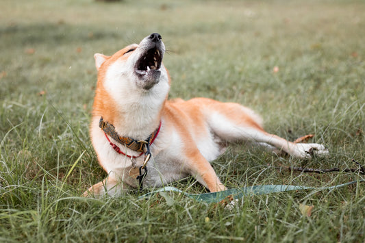 Instantly stop excessive barking with our rechargeable anti-bark device. Safe ultrasonic frequencies, LED flashlight, and eco-friendly design for hassle-free training.