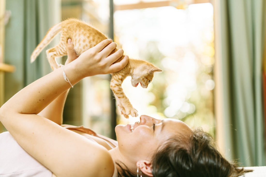 Do Cats Enjoy Play Fighting with Humans? | Scooby Mart Blog